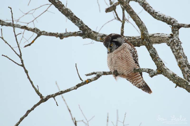 Captured at Old Almonte Rd and Dwyer Hill Rd on 2020-02-01 by Ian Leslie.