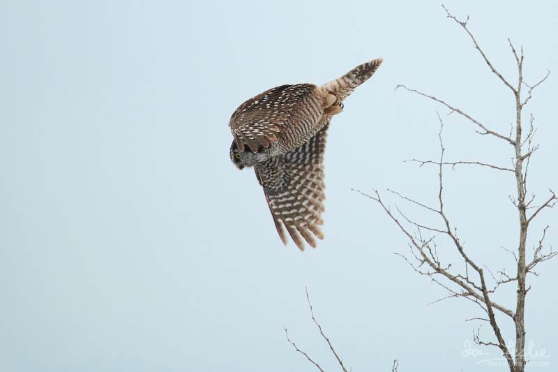 Captured at Old Almonte Rd and Dwyer Hill Rd on 2020-02-01 by Ian Leslie.