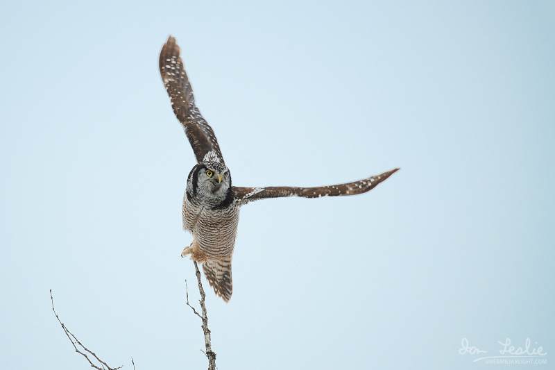 Captured at Old Almonte Rd and Dwyer Hill Rd on 2020-02-01 by Ian Leslie.