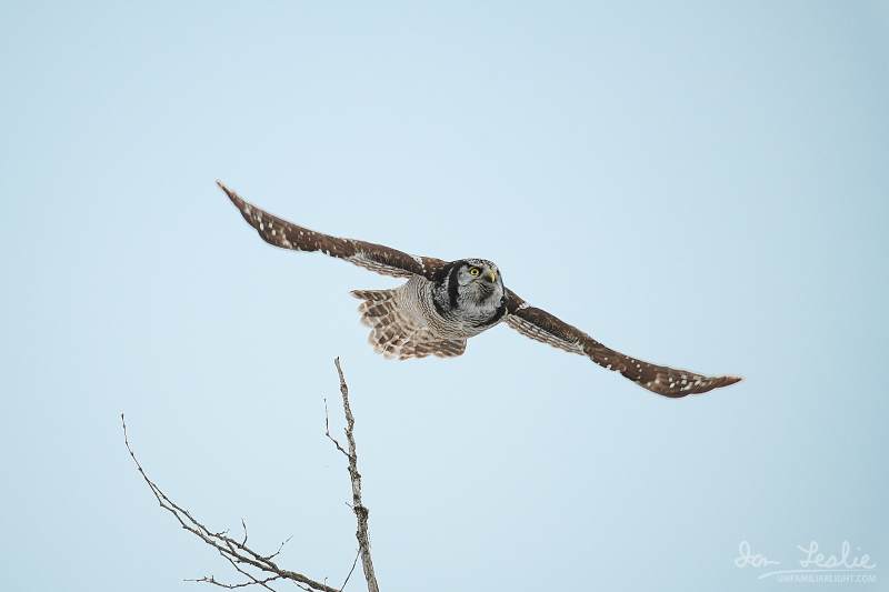 Captured at Old Almonte Rd and Dwyer Hill Rd on 2020-02-01 by Ian Leslie.