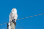 Snowy Owl watching the photographers