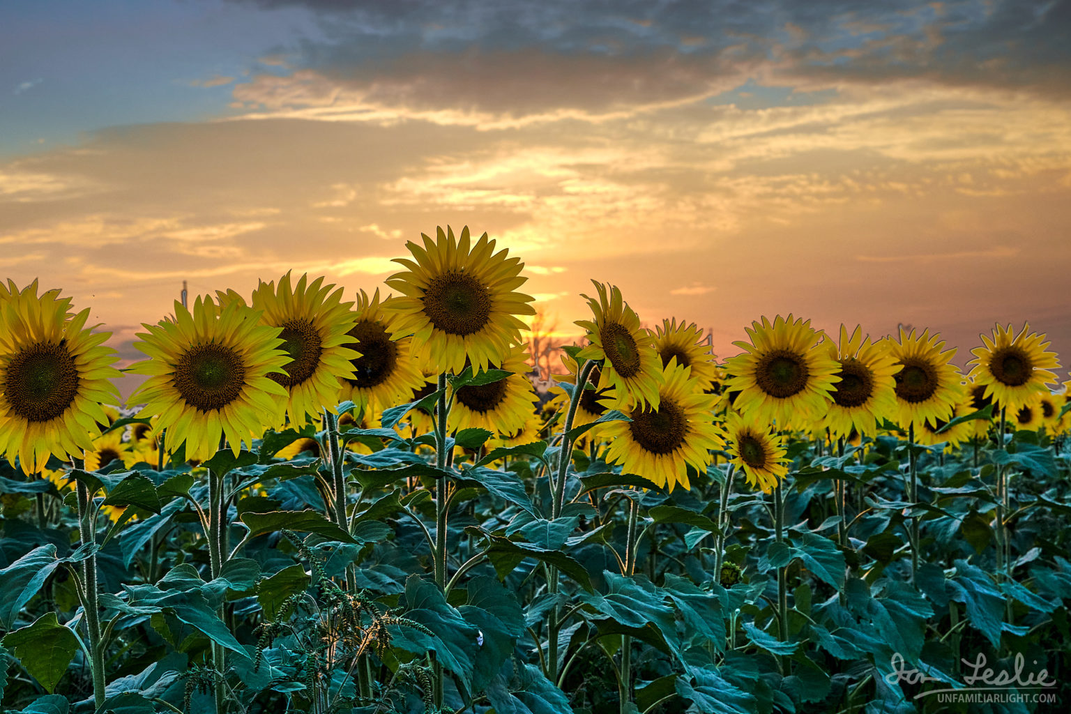 Sunflowers at Sultan Sanctuary - Unfamiliar Light Landscapes